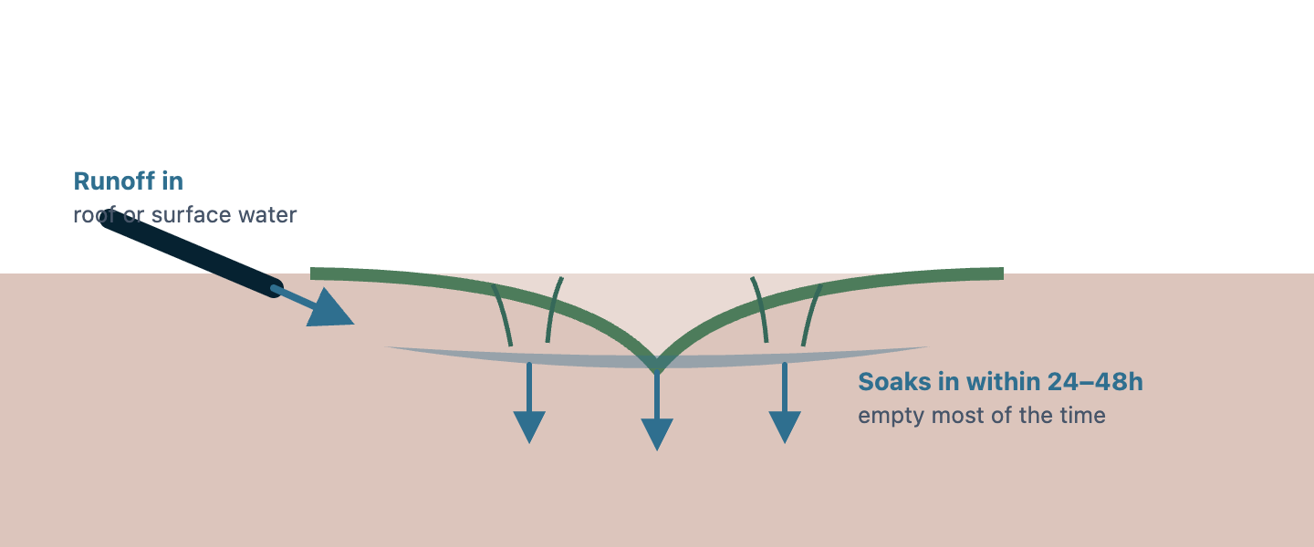 A shallow bowl-shaped depression planted with deep-rooted plants. Water enters from a downspout or swale, temporarily ponds a few inches deep, and arrows show it soaking downward into the soil, emptying within 24 to 48 hours.